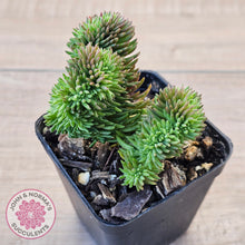 Load image into Gallery viewer, Sedum rupestre f. cristata