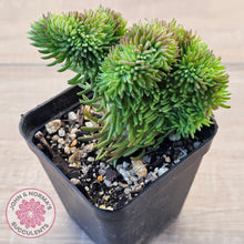 Load image into Gallery viewer, Sedum rupestre f. cristata