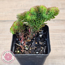 Load image into Gallery viewer, Sedum rupestre f. cristata