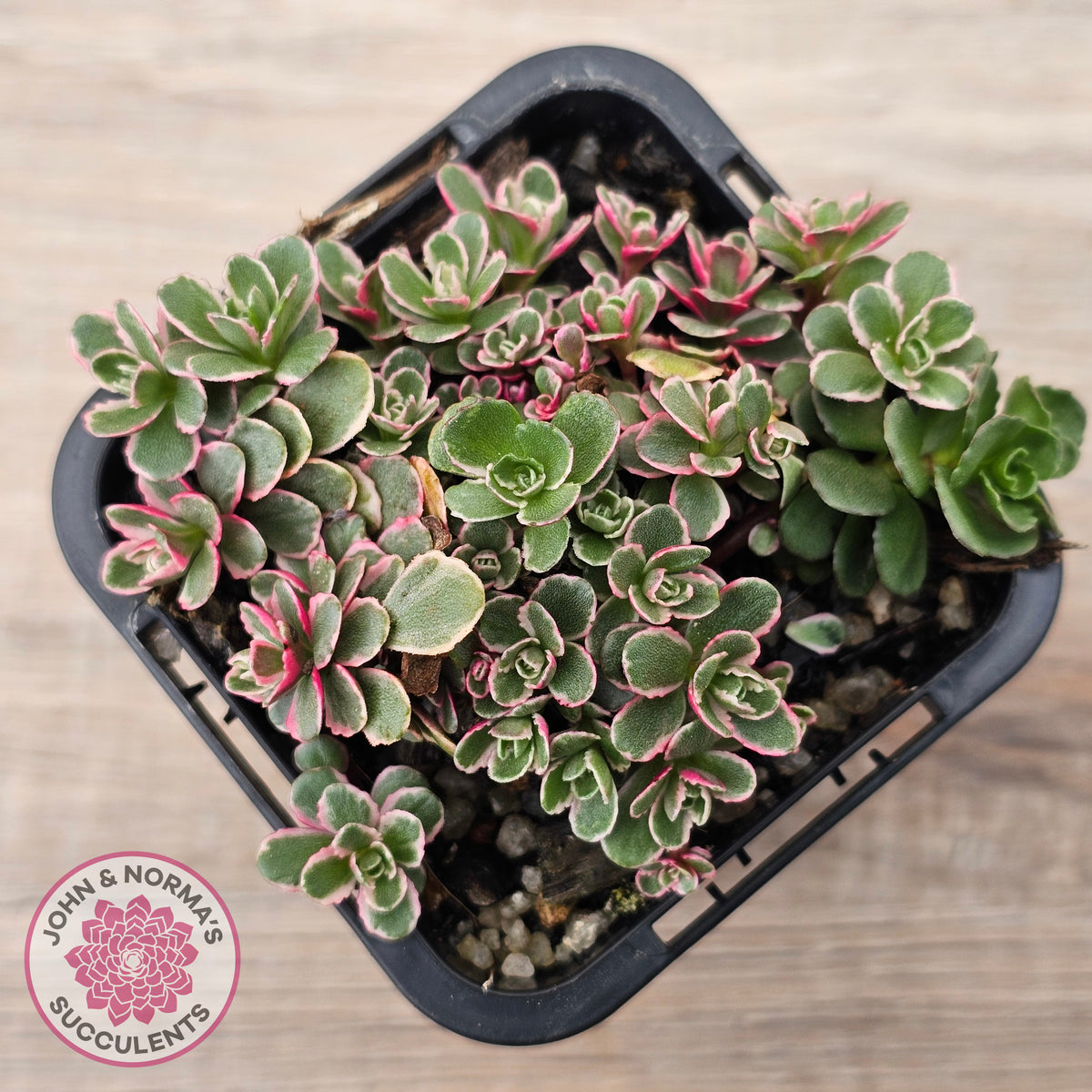 Sedum Spurium 'Tricolor'