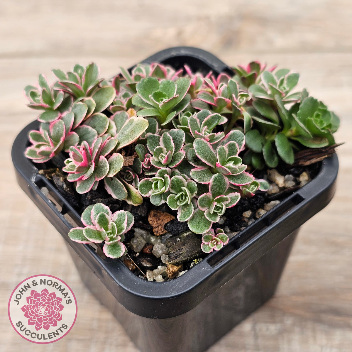 Sedum Spurium 'Tricolor'