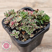 Load image into Gallery viewer, Sedum Spurium 'Tricolor'