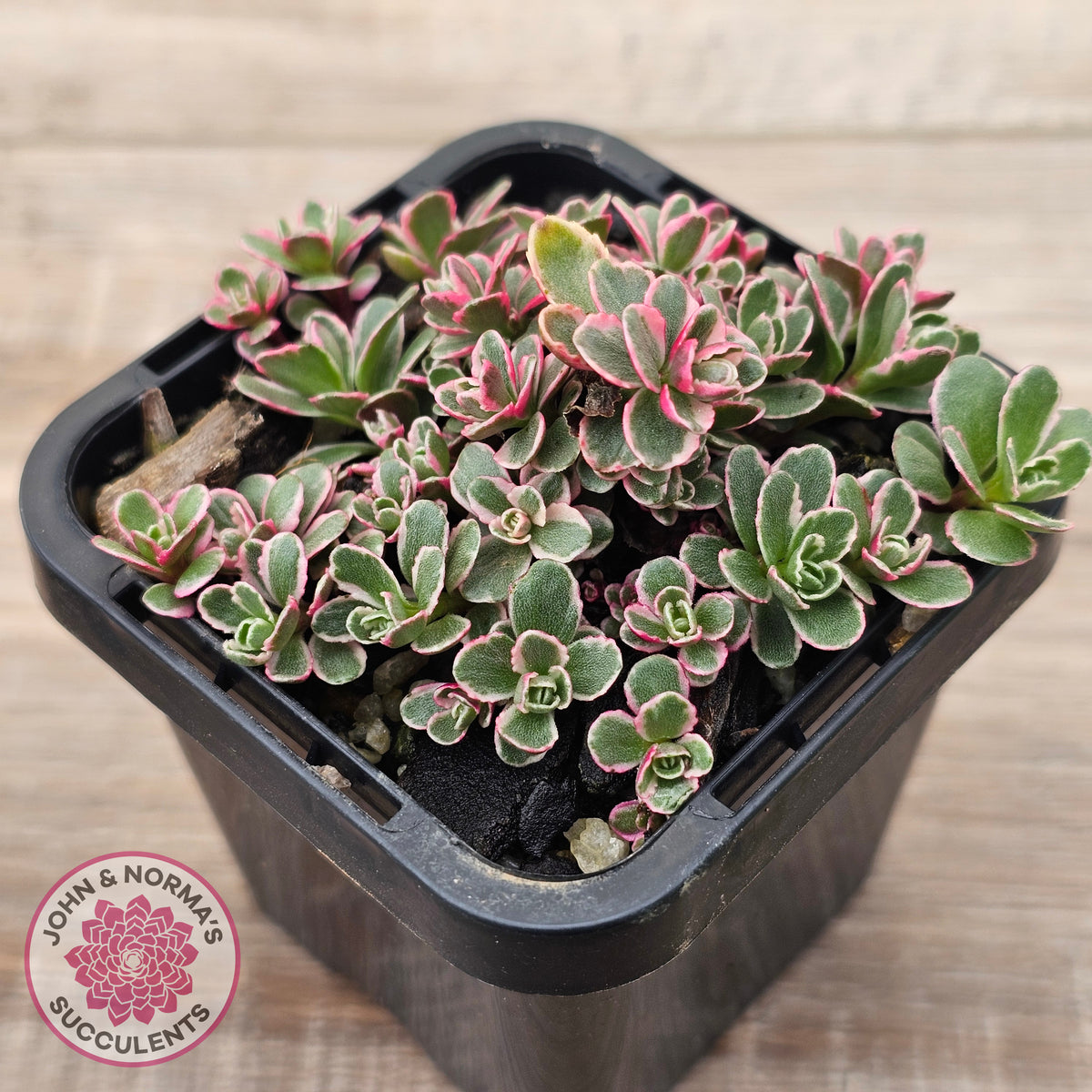 Sedum Spurium 'Tricolor'
