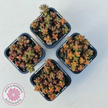 Load image into Gallery viewer, Sedum Stahlii plants for sale displayed in 70mm pots group of four