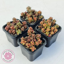 Load image into Gallery viewer, Sedum Stahlii plants for sale displayed in 70mm pots group of four