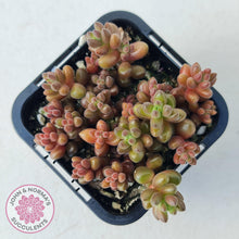 Load image into Gallery viewer, Sedum Stahlii plants for sale displayed in 70mm pot close up