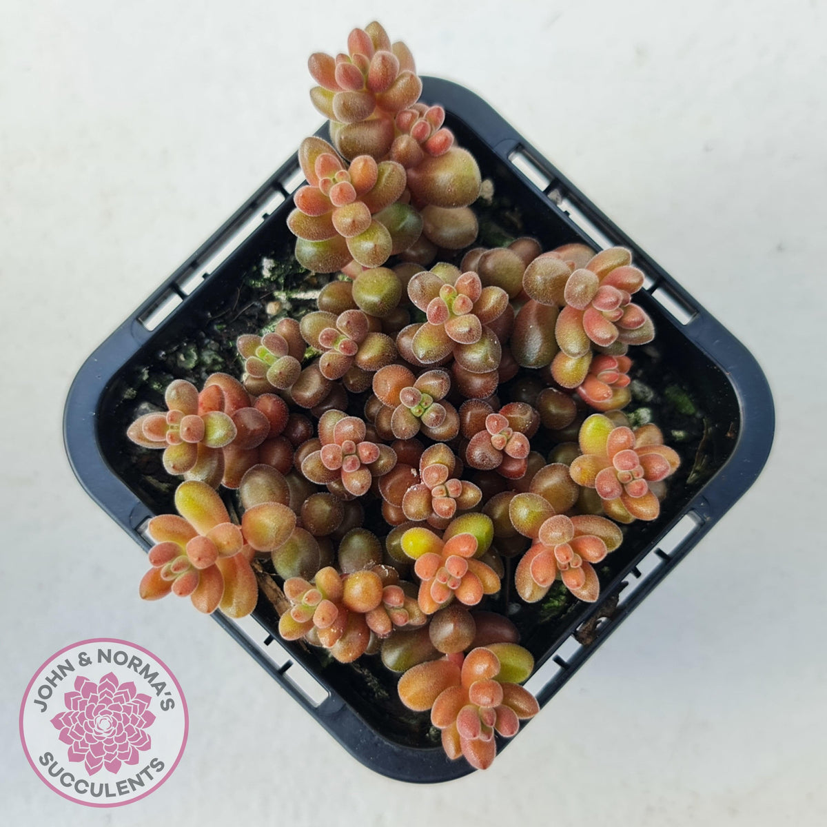 Sedum stahlii