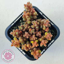 Load image into Gallery viewer, Sedum Stahlii plants for sale displayed in 70mm pot close up