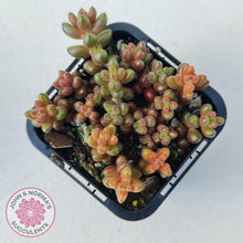 Load image into Gallery viewer, Sedum Stahlii plants for sale displayed in 70mm pot close up