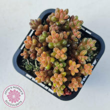 Load image into Gallery viewer, Sedum Stahlii plants for sale displayed in 70mm pot close up