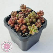Load image into Gallery viewer, Sedum Stahlii plants for sale displayed in 70mm pot close up