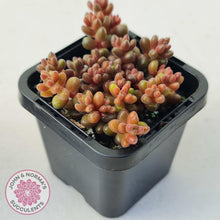 Load image into Gallery viewer, Sedum Stahlii plants for sale displayed in 70mm pot close up
