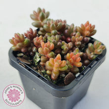Load image into Gallery viewer, Sedum Stahlii plants for sale displayed in 70mm pot close up