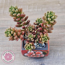 Load image into Gallery viewer, Sedum White Stonecrop - John & Norma's Succulents Australia