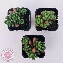 Load image into Gallery viewer, Sedum White Stonecrop