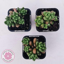 Load image into Gallery viewer, Sedum White Stonecrop - John & Norma's Succulents Australia