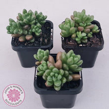 Load image into Gallery viewer, Sedum White Stonecrop - John & Norma's Succulents Australia
