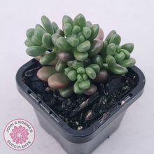 Load image into Gallery viewer, Sedum White Stonecrop