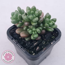 Load image into Gallery viewer, Sedum White Stonecrop - John & Norma's Succulents Australia