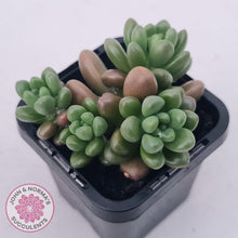 Load image into Gallery viewer, Sedum White Stonecrop - John & Norma's Succulents Australia