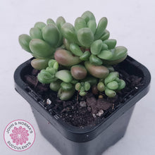 Load image into Gallery viewer, Sedum White Stonecrop - John & Norma's Succulents Australia