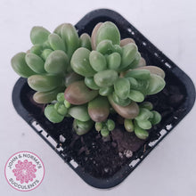 Load image into Gallery viewer, Sedum White Stonecrop - John & Norma's Succulents Australia
