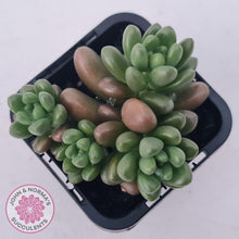 Load image into Gallery viewer, Sedum White Stonecrop - John & Norma's Succulents Australia
