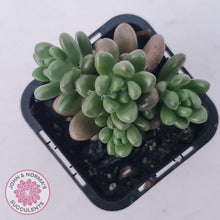 Load image into Gallery viewer, Sedum White Stonecrop - John & Norma's Succulents Australia
