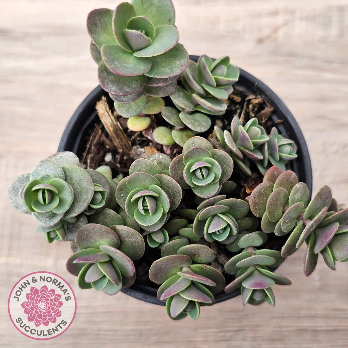 Sedum Cherry Tart