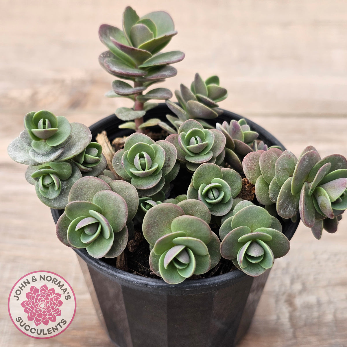Sedum Cherry Tart