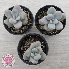 Load image into Gallery viewer, Sedum craigii