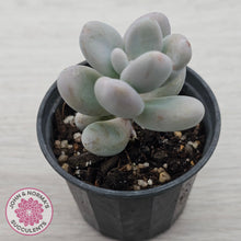 Load image into Gallery viewer, Sedum craigii