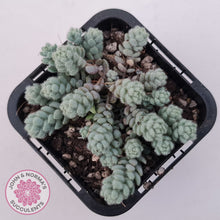 Load image into Gallery viewer, Sedum dasyphyllum var. glanduliferum 'Fuzzy Wuzzy Sedum'
