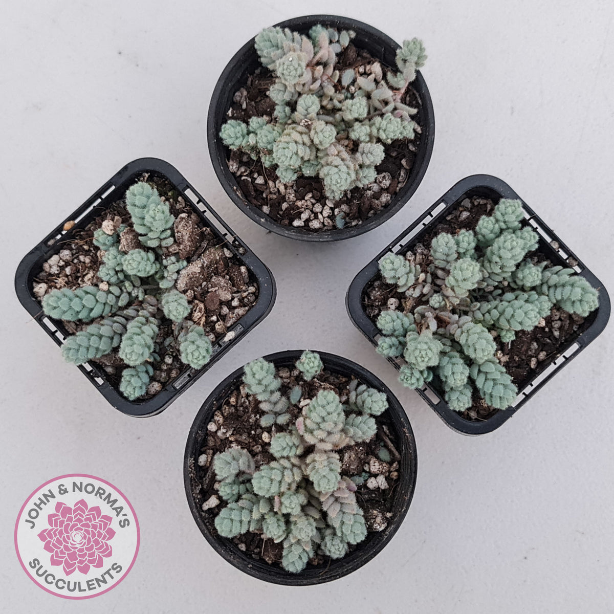 Sedum dasyphyllum var. glanduliferum 'Fuzzy Wuzzy Sedum'