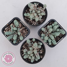 Load image into Gallery viewer, Sedum dasyphyllum var. glanduliferum 'Fuzzy Wuzzy Sedum'