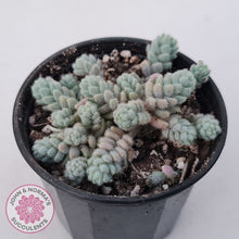 Load image into Gallery viewer, Sedum dasyphyllum var. glanduliferum 'Fuzzy Wuzzy Sedum'