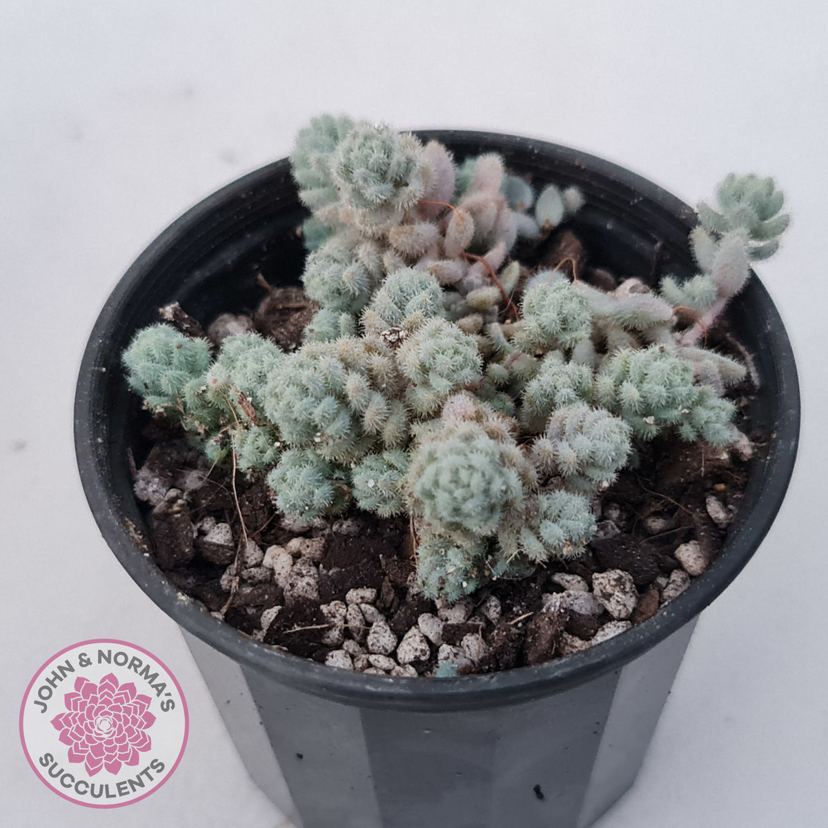 Sedum dasyphyllum var. glanduliferum 'Fuzzy Wuzzy Sedum'