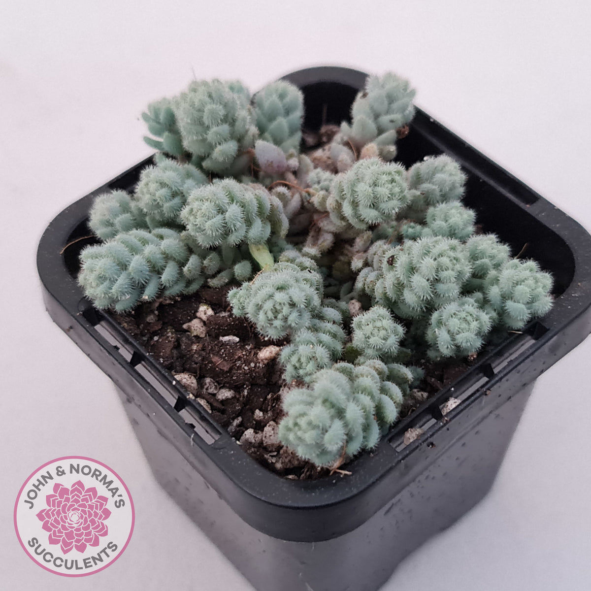 Sedum dasyphyllum var. glanduliferum 'Fuzzy Wuzzy Sedum'
