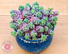 Load image into Gallery viewer, Sedum dasyphyllum 'Lilac Mound'