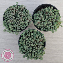 Load image into Gallery viewer, Sedum dasyphyllum Minor
