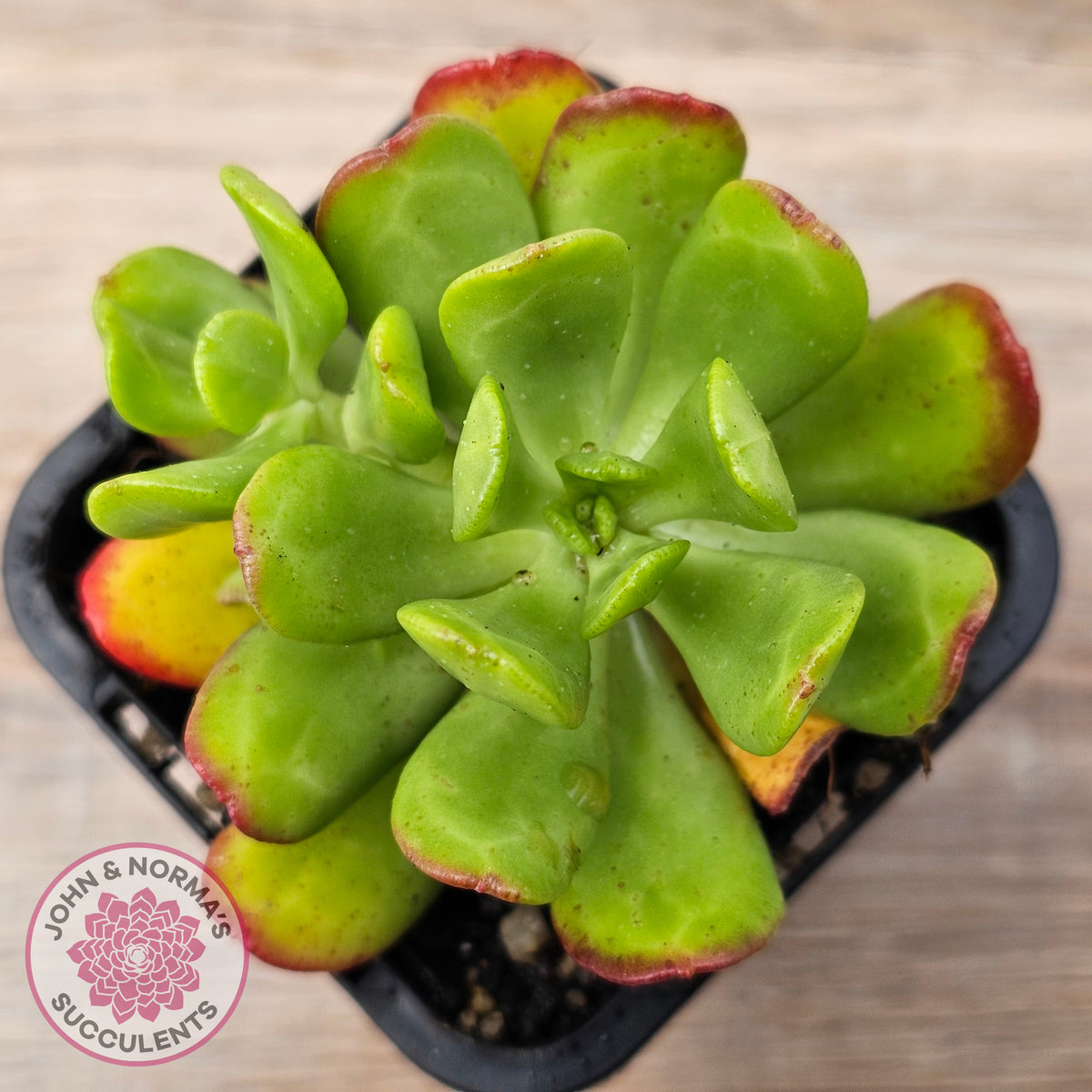 Sedum dendrobium