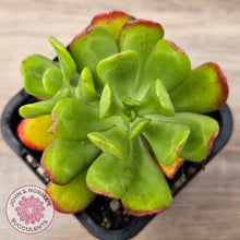 Load image into Gallery viewer, Sedum dendrobium