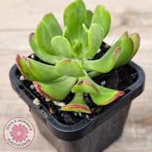 Load image into Gallery viewer, Sedum dendrobium
