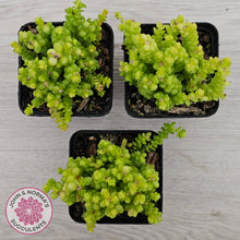 Load image into Gallery viewer, Sedum greggii (Lg)