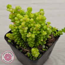 Load image into Gallery viewer, Sedum greggii (Lg)