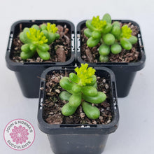 Load image into Gallery viewer, Sedum hernandezii - Green Turtles Eggs - John & Norma's Succulents Australia
