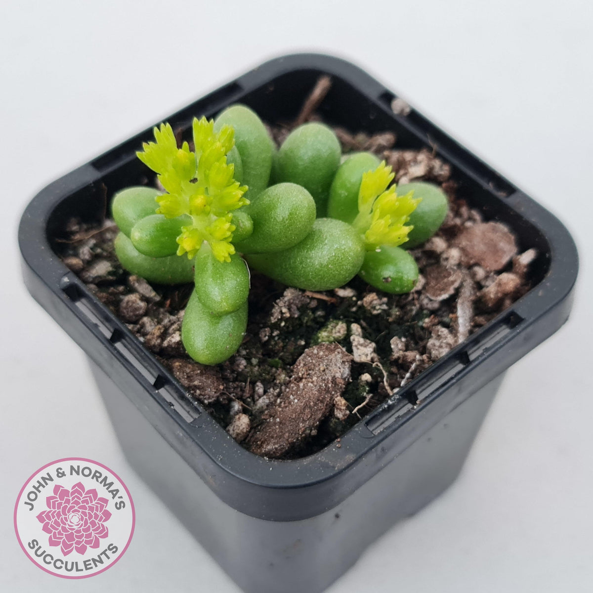 Sedum hernandezii - Green Turtles Eggs