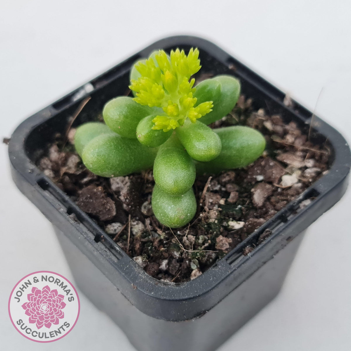 Sedum hernandezii - Green Turtles Eggs