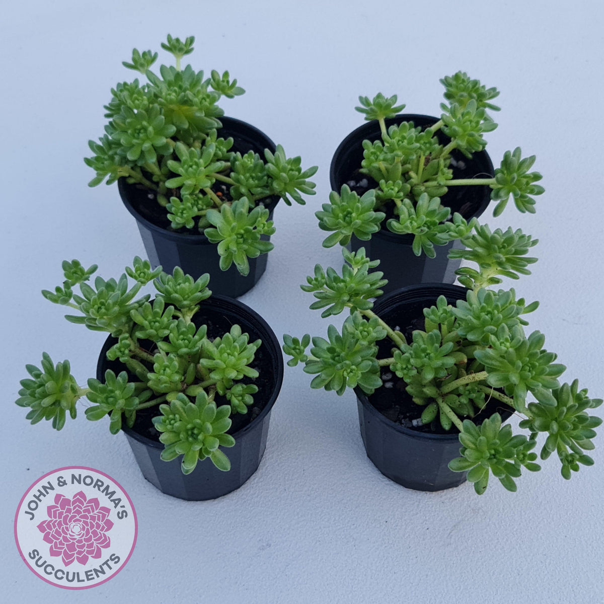 Sedum hirsutum ssp. baeticum