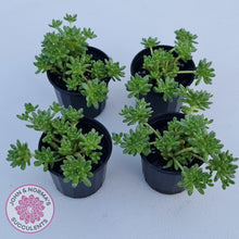 Load image into Gallery viewer, Sedum hirsutum ssp. baeticum - John & Norma's Succulents Australia